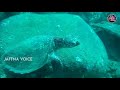 ஆழ்கடல் அதிசயங்கள் natural underwater wonders jaffna voice