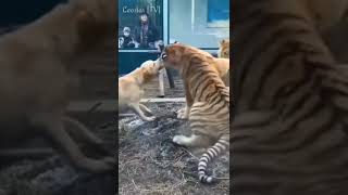 Dog bullies tiger #shorts