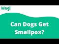 Can Dogs Get Smallpox? | Wag!