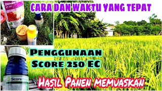 HOW AND THE RIGHT TIME OF USE OF FUNGICIDE SCORE 250 EC FOR RICE PLANTS RESULTS ARE SATISFACTORY