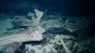 Observing a Natural Whale Fall | Nautilus Live