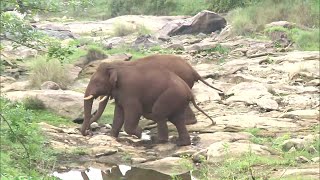 വനംവകുപ്പിന്‍റെ നീക്കം വിജയത്തിലേക്ക്; നാല് കാട്ടാനകളെ കാടുകയറ്റി; കര്‍ഷകര്‍ക്ക് ആശ്വാസം | Palakkad