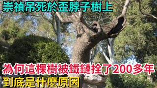 崇禎吊死於歪脖子樹上，為何這棵樹被鐵鏈拴了200多年？到底是什麽原因？【聚談史】#歷史#歷史故事#歷史人物#史話館#歷史萬花鏡#奇聞#歷史風雲天下