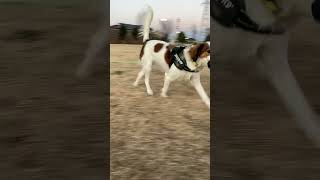 フリスビーで遊びました。she played with frisbees.【コーイケルホンディエ Japanese  Kooikerhondje】