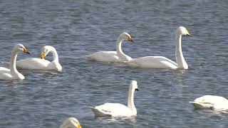 白鳥飛来地　栃木県壬生町　swans in Mibu Tochigi Japan