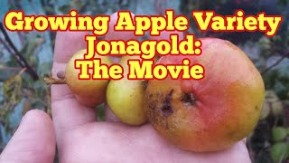 The Movie: Growing Apple Variety Jonagold / From Garden To Plate/ Allotment Fruit Orchard