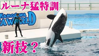 イケメントレーナーさんが、ルーナ猛特訓!! 鴨川シーワールド シャチ kamogawa-seaworld