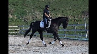 Medium Trot Training - Getting a bigger trot