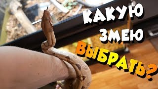 КТО ЛУЧШЕ? УДАВ, ПИТОН ИЛИ ПОЛОЗ?