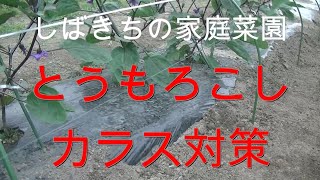 家庭菜園 とうもろこしカラス対策 2021年06月13日