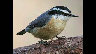 Nuthatch Bird Call