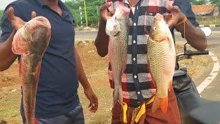 katla fish catching sivagangai dist 2022