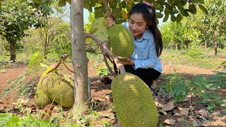 Wow, pick ripe jackfruit on the ground / Jackfruit with sticky rice dessert / Cooking with Sreypov