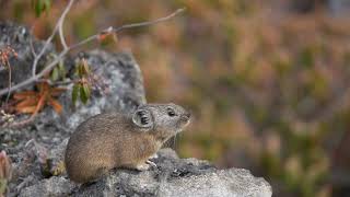 １０月のナキウサギ、紅葉背景にしっかり鳴いてくれました