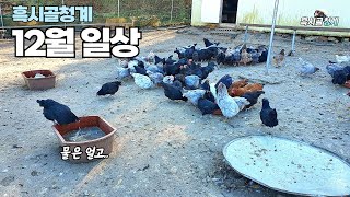 흑시골청계 12월일상