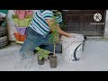 中国梅、ラズベリー、イチゴ、甘栗、アビウ植え付け planting chinese plum＋raspberry saplings strawberry chestnut and abiu