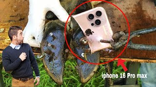 EP 44| (OMG) It's Unbelievable That a I phone 16 Pro Max And Screw Got Stuck In a Cow's leg?