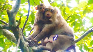 Oftentimes monkey LORY and baby LORA to meet kindhearted mom ROZY baby ROCKSTAR on the tree