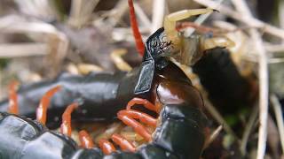 トビズムカデ Scolopendra subspinipes mutilans の共食い