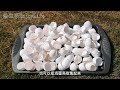 用整个鸡蛋做养花种菜的肥料🥚效果意想不到 whole egg as fertilizer for plants