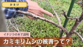 カミキリムシの被害とは？【説明動画】