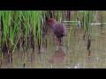 緋秧雞 ruddy breasted crake @野鳥