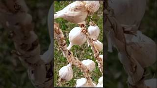 ഇതാണ് വെളുത്തുള്ളി മാല |garlic chain #farming #garlic #nature