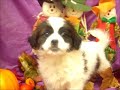 female pekeapoo pekingese x poodle