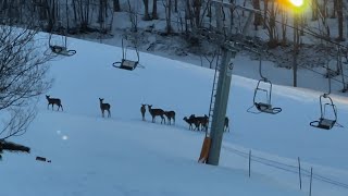 朝里川温泉スキー場パトロール　たまに鹿🦌🦌🦌も遊びに来てくれます(^^)