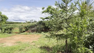 Como estão as Araucárias em clima quente!