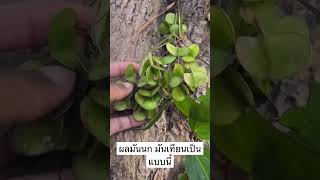 เข้าป่าขุดมันนก หรือมันเทียน นำลูกมันนกมาให้ชม