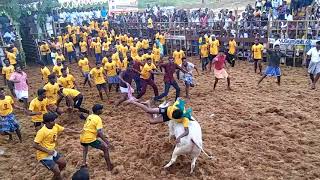 David Jallikattu world