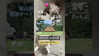 キャンプ場情報【富山県南砺市　桂湖オートキャンプ場】動画公開告知❣️背景は全然キャンプに関係ありません、我が猫息子です🐱💗　#キャンプ場紹介 #キャンプ #ソロキャンプ  #富山キャンプ #猫