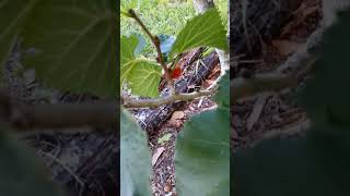 Persian and Black Beauty Dwarf Mulberry...May 6th 2021 central Fl. zone 9B