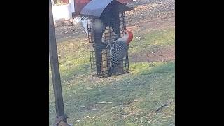 He's Back! Red-Bellied Woodpecker at Feeder #woodpeckers