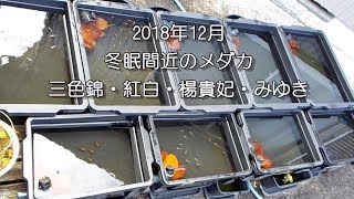 【 メダカ 】2018年12月【冬眠間近の三色錦 紅白 楊貴妃 みゆき】