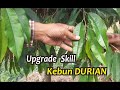 600 pohon durian di bukit menoreh