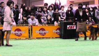 ＦＣＩジャパンインター　エアデールテリア牝　2012.3.31