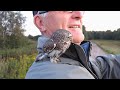 pygmy owl glaucidium passerinum