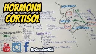 FISIOLOGIA: Cortisol (Sintesis,Transporte, Metabolismo, funcion y eliminacion)