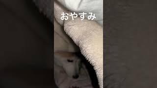 柴犬　布団の中に入れてほしい