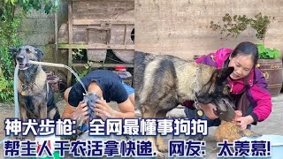 神犬步枪：全网最懂事狗狗，帮主人干农活拿快递，网友：太羡慕！