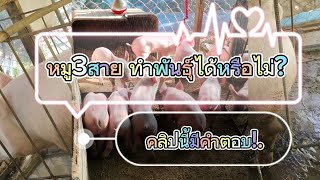 หมูสามสาย ทำแม่พันธุ์ได้หรือไม่? คลิปนี้มีคำตอบ!.