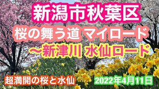 2022年4月11日 超満開 桜の舞う道マイロード〜新津川水仙ロード 新潟市秋葉区