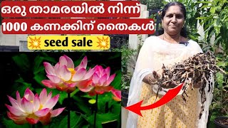 ഒരു താമരയിൽ നിന്ന് 1000 കണക്കിന് തൈകൾ Tuber from lotus for seedlings | chilli jasmine