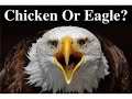 Are You An Eagle or Chicken