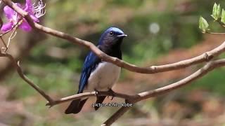 山ツツジとオオルリ(♂)：大瑠璃：Cyanoptila cyanomelana：blue and white flycatcherー神戸市修法ヶ原ー2019 04 17