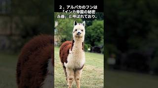 きっと誰かに話したくなる！ アルパカ好きのための雑学５選！　＃アルパカ　＃ペット　＃雑学　＃癒し　＃動物　＃かわいい