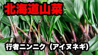 【北海道アウトドア】山に旬の山菜行者ニンニクを取りに行って簡単料理。お酒にも相性バッチリで春を感じよう。