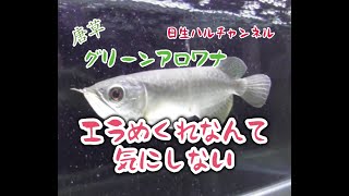 【アロワナ】エラめくれなんて気にしないグリーンアロワナ（唐草）